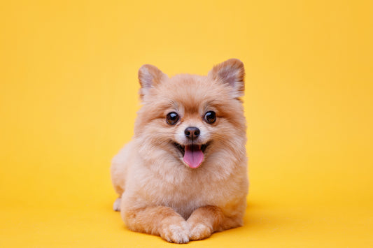The ABCs of Pet Supplements: A Beginner's Guide