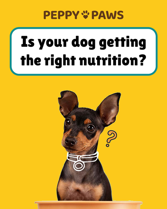 Is Your Dog Getting the Right Nutrition?