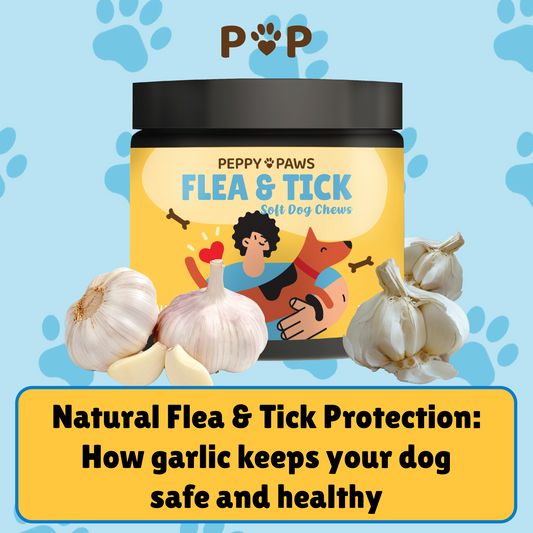 Natural Flea and Tick Protection: How Garlic Keeps Your Dog Safe and Healthy