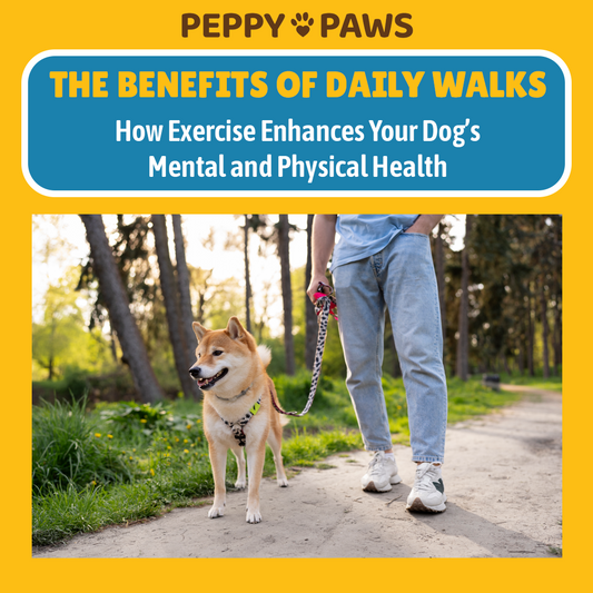 The Benefits of Daily Walks: How Exercise Enhances Your Dog’s Mental and Physical Health