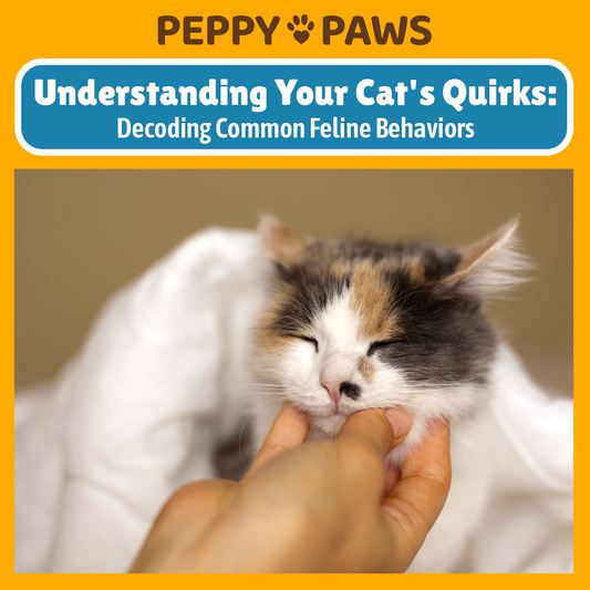 Understanding Your Cat's Quirks: Decoding Common Feline Behaviors