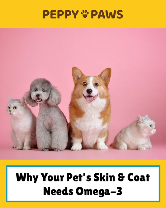 Why Your Pet’s Skin & Coat Needs Omega-3