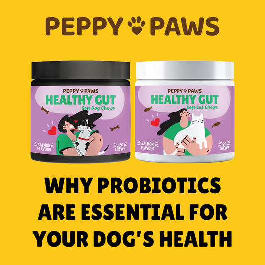 Why Probiotics Are Essential for Your Pet’s Health