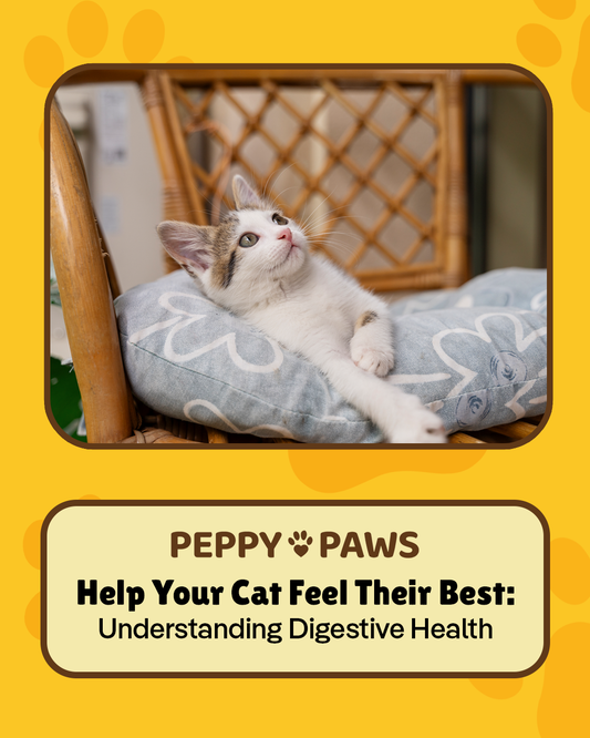 Help Your Cat Feel Their Best: Understanding Digestive Health