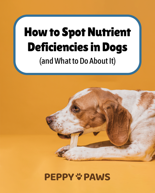 How to Spot Nutrient Deficiencies in Dogs (and What to Do About It)