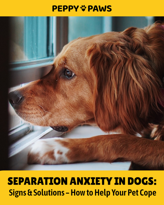 Separation Anxiety in Dogs: Signs & Solutions – How to Help Your Pet Cope